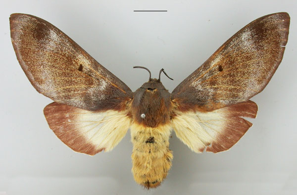 /filer/webapps/moths/media/images/P/postica_Gonometa_AF_TMSA.jpg