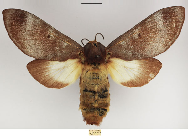 /filer/webapps/moths/media/images/P/postica_Gonometa_AF_TMSA_01.jpg