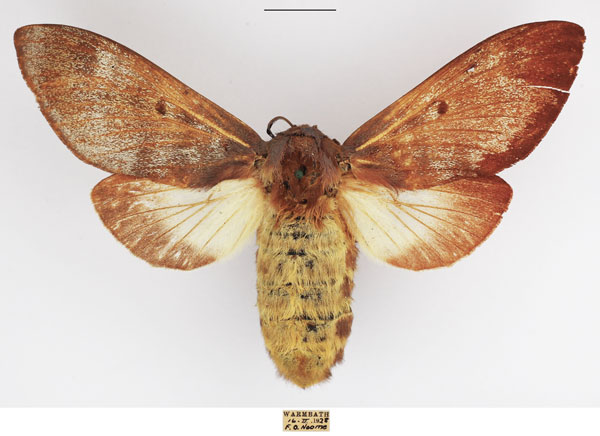 /filer/webapps/moths/media/images/P/postica_Gonometa_AF_TMSA_02.jpg