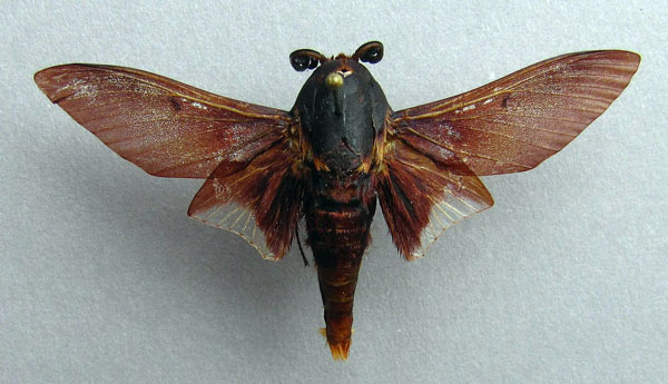 /filer/webapps/moths/media/images/P/postica_Gonometa_AM_Baron.jpg