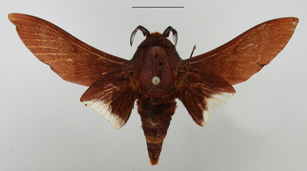 /filer/webapps/moths/media/images/P/postica_Gonometa_AM_TMSA.jpg
