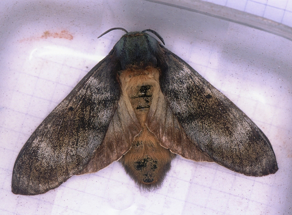 /filer/webapps/moths/media/images/P/postica_Gonometa_A_Roland_01.jpg