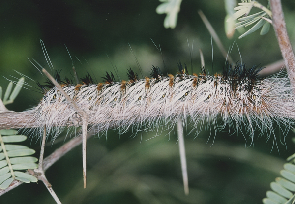 /filer/webapps/moths/media/images/P/postica_Gonometa_C_Roland_01.jpg