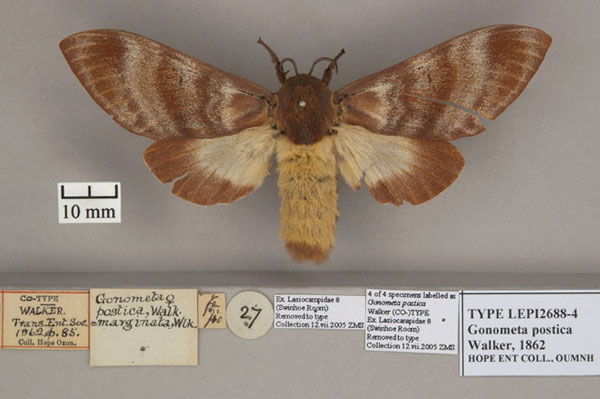 /filer/webapps/moths/media/images/P/postica_Gonometa_STF_OUMNH_01.jpg