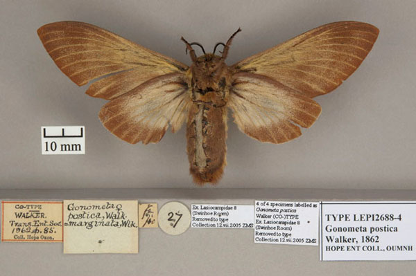 /filer/webapps/moths/media/images/P/postica_Gonometa_STF_OUMNH_02.jpg