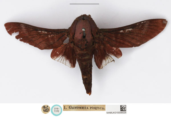 /filer/webapps/moths/media/images/P/postica_Gonometa_STM_NHMUK_01.JPG