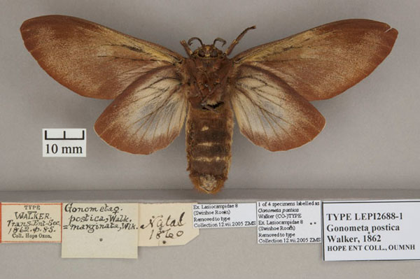 /filer/webapps/moths/media/images/P/postica_Gonometa_ST_OUMNH_02.jpg