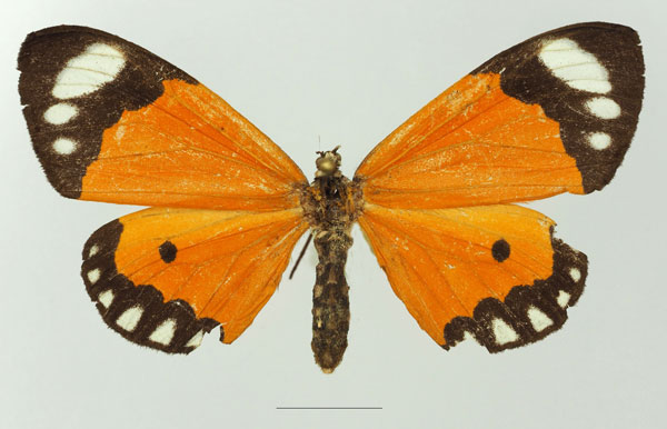 /filer/webapps/moths/media/images/P/postica_Mimaletis_AF_Basquina.jpg