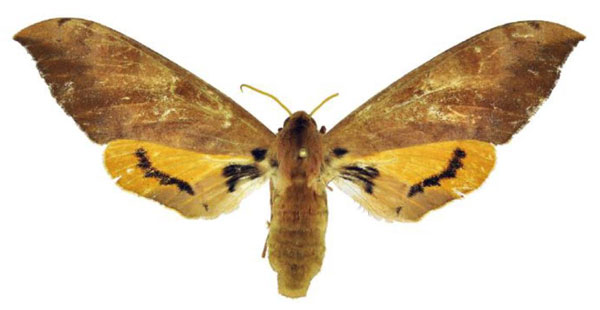 /filer/webapps/moths/media/images/P/postica_Pseudoclanis_AF_ANHRT.jpg