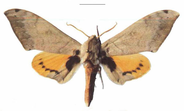 /filer/webapps/moths/media/images/P/postica_Pseudoclanis_AM_EMEM_01a.jpg