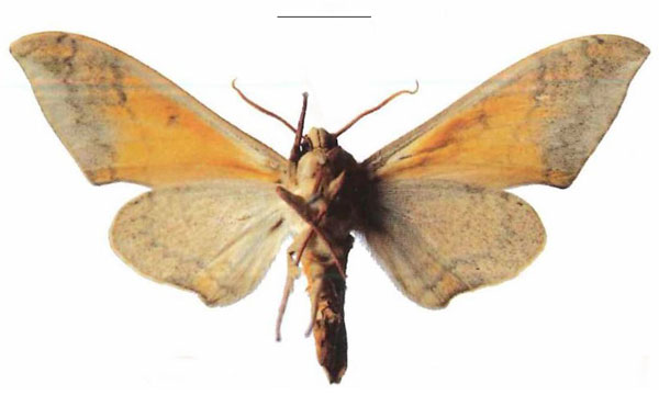 /filer/webapps/moths/media/images/P/postica_Pseudoclanis_AM_EMEM_01b.jpg