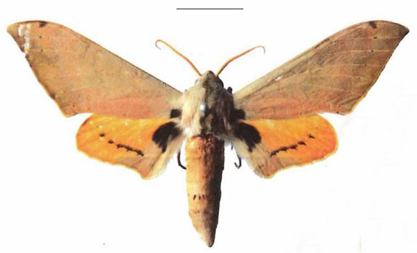 /filer/webapps/moths/media/images/P/postica_Pseudoclanis_AM_EMEM_02a.jpg