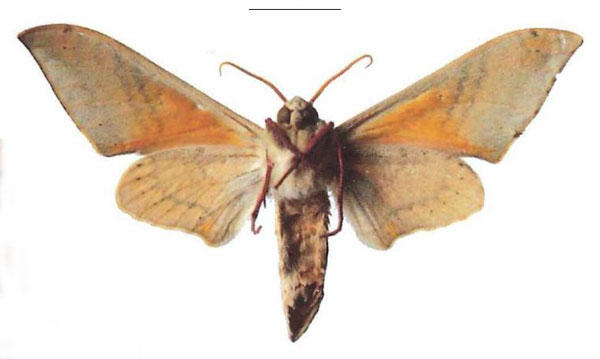 /filer/webapps/moths/media/images/P/postica_Pseudoclanis_AM_EMEM_02b.jpg
