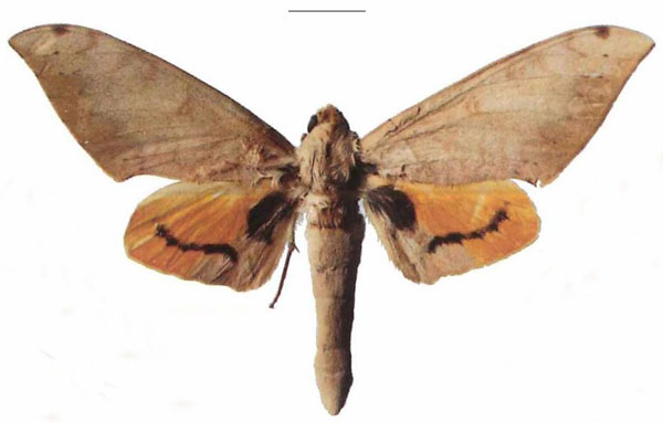 /filer/webapps/moths/media/images/P/postica_Pseudoclanis_AM_EMEM_03.jpg