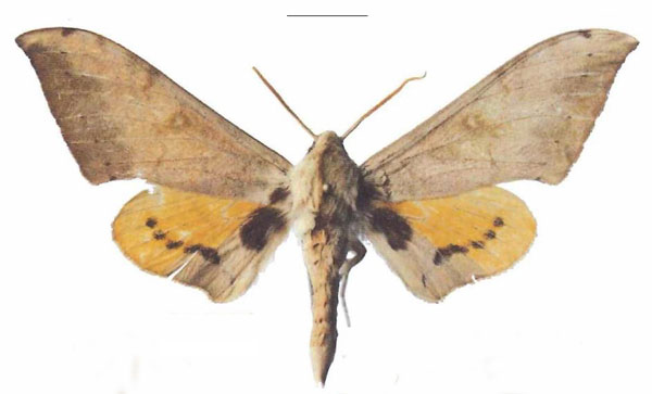 /filer/webapps/moths/media/images/P/postica_Pseudoclanis_AM_EMEM_04a.jpg