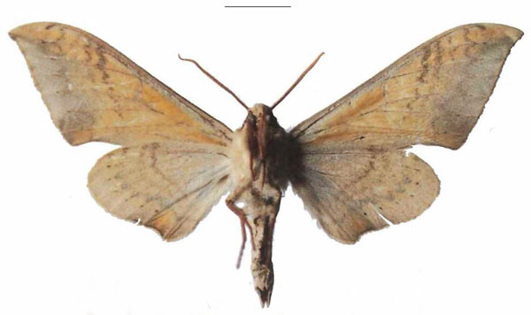 /filer/webapps/moths/media/images/P/postica_Pseudoclanis_AM_EMEM_04b.jpg