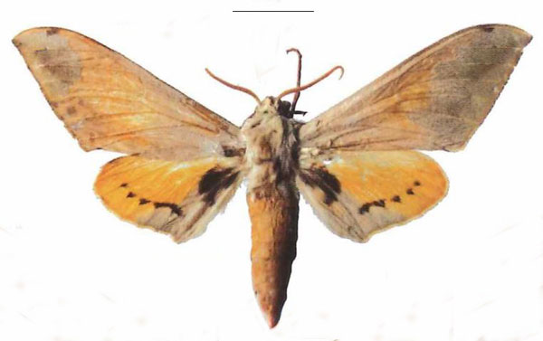 /filer/webapps/moths/media/images/P/postica_Pseudoclanis_AM_Kleinera.jpg