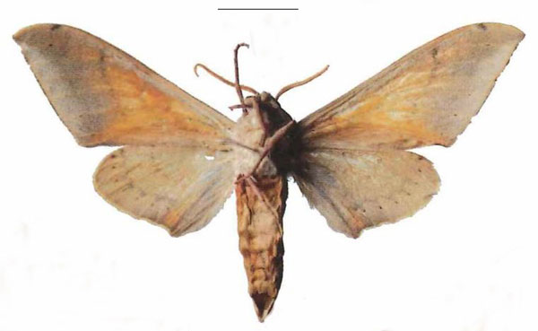 /filer/webapps/moths/media/images/P/postica_Pseudoclanis_AM_Kleinerb.jpg