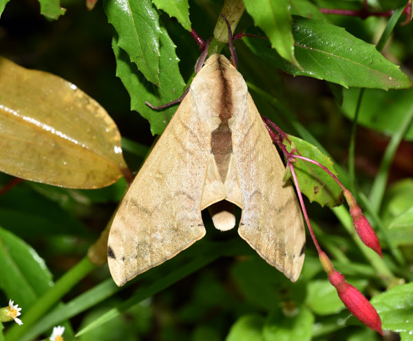 /filer/webapps/moths/media/images/P/postica_Pseudoclanis_AM_Schmit.jpg