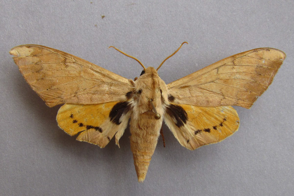 /filer/webapps/moths/media/images/P/postica_Pseudoclanis_A_Baron.jpg
