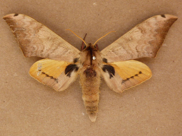 /filer/webapps/moths/media/images/P/postica_Pseudoclanis_A_Butler.jpg