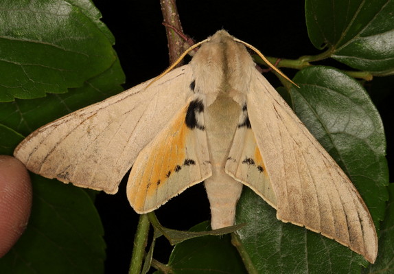 /filer/webapps/moths/media/images/P/postica_Pseudoclanis_A_Heyns_01.jpg