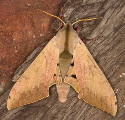 /filer/webapps/moths/media/images/P/postica_Pseudoclanis_A_Heyns_03.jpg