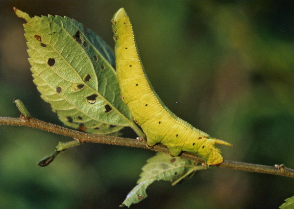 /filer/webapps/moths/media/images/P/postica_Pseudoclanis_C_Roland_01.jpg