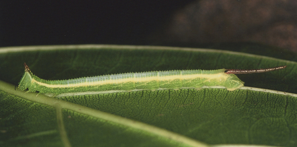/filer/webapps/moths/media/images/P/postica_Pseudoclanis_C_Roland_07.jpg