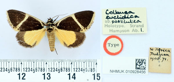 /filer/webapps/moths/media/images/P/postlutea_Colbusa_HT_BMNH.jpg
