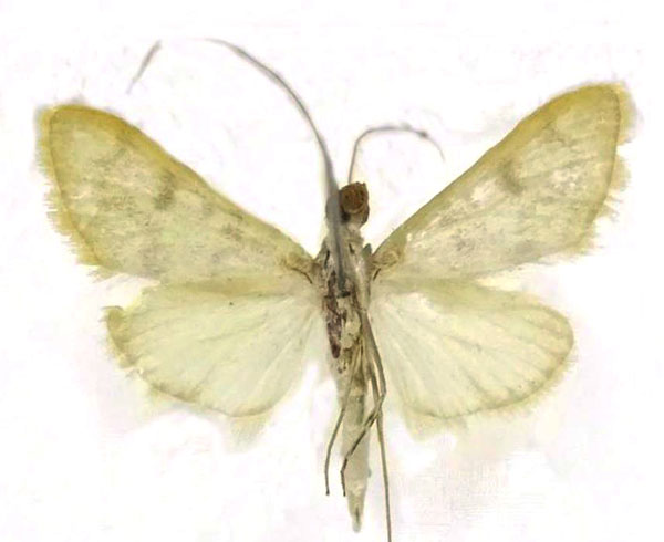/filer/webapps/moths/media/images/P/postmediofusalis_Pyrausta_HT_Seizmairb.jpg