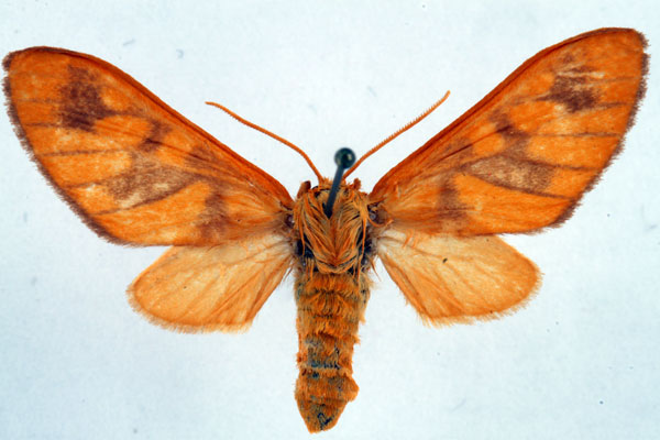 /filer/webapps/moths/media/images/P/postrosea_Rhipidarctia_AF_Ochse.jpg