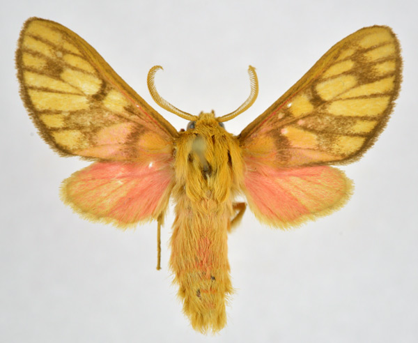 /filer/webapps/moths/media/images/P/postrosea_Rhipidarctia_AM_NHMO.jpg
