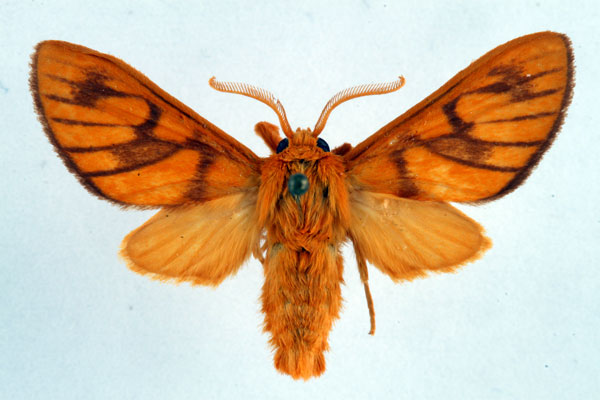 /filer/webapps/moths/media/images/P/postrosea_Rhipidarctia_AM_Ochse_01.jpg
