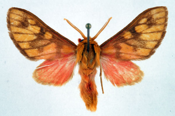/filer/webapps/moths/media/images/P/postrosea_Rhipidarctia_AM_Ochse_02.jpg