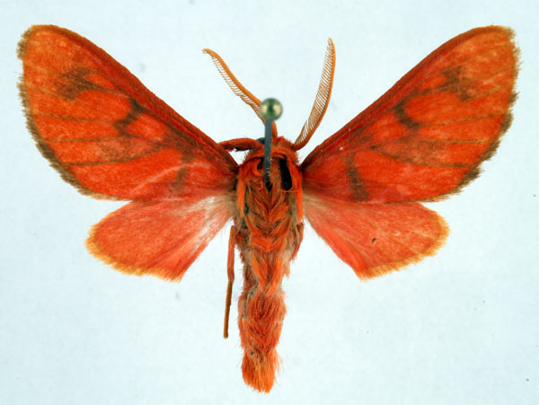 /filer/webapps/moths/media/images/P/postrosea_Rhipidarctia_AM_Ochse_03.jpg