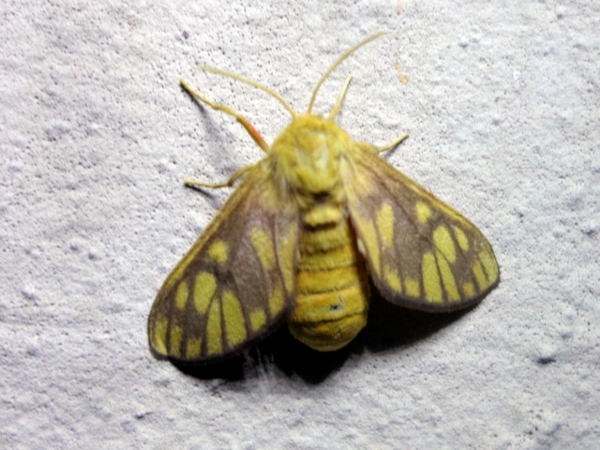 /filer/webapps/moths/media/images/P/postrosea_Rhipidarctia_A_Ajibade.JPG
