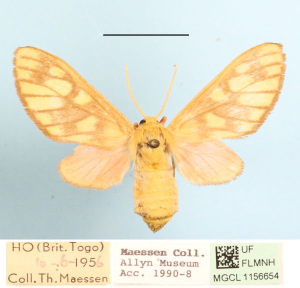 /filer/webapps/moths/media/images/P/postrosea_Rhipidarctia_A_MGCL_01.JPG