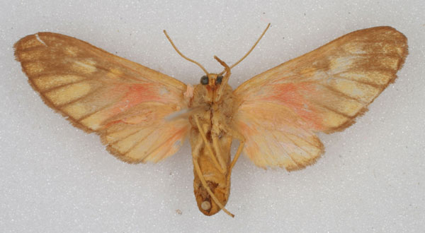 /filer/webapps/moths/media/images/P/postrosea_Rhipidarctia_HT_HDOU_02.jpg