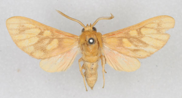 /filer/webapps/moths/media/images/P/postrosea_Rhipidarctia_PT_HDOU_01.jpg