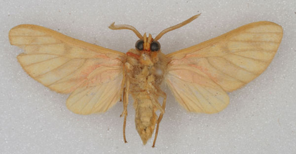 /filer/webapps/moths/media/images/P/postrosea_Rhipidarctia_PT_HDOU_02_.jpg