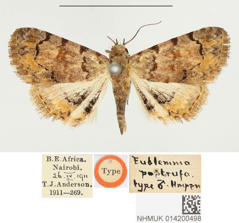 /filer/webapps/moths/media/images/P/postrufa_Eublemma_HT_BMNH.jpg