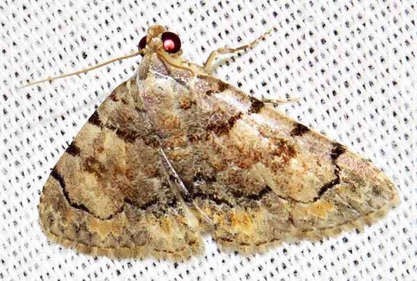 /filer/webapps/moths/media/images/P/postrufa_Metachrostis_A_Braun_02.jpg