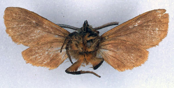/filer/webapps/moths/media/images/P/postrufescens_Metarctia_HT_BMNH_02.jpg