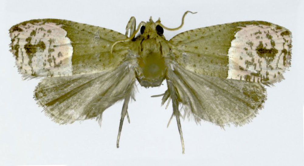 /filer/webapps/moths/media/images/P/postuma_Anthozela_HT_ZMJU.jpg