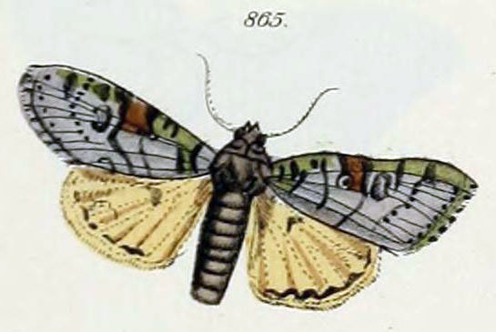 /filer/webapps/moths/media/images/P/postventa_Eurois_Geyer_1837_865.jpg