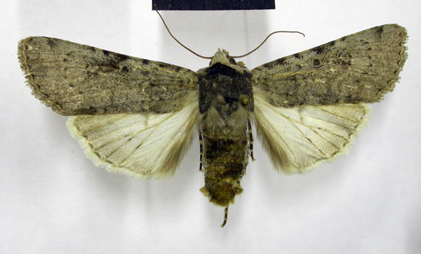 /filer/webapps/moths/media/images/P/postventa_Lycophotia_AM_TMSA.jpg