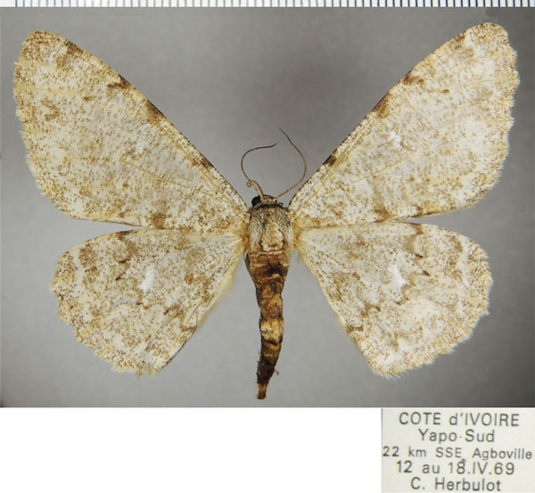 /filer/webapps/moths/media/images/P/potaenia_Colocleora_AF_ZSM.jpg