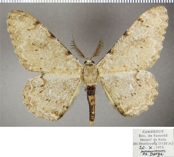 /filer/webapps/moths/media/images/P/potaenia_Colocleora_AM_ZSMa.jpg