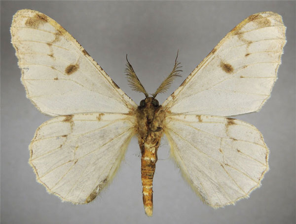 /filer/webapps/moths/media/images/P/potaenia_Colocleora_AM_ZSMb.jpg